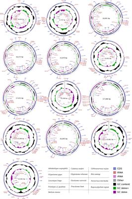 Phylogeny and adaptative evolution to chemosynthetic habitat in barnacle (Cirripedia: Thoracica) revealed by mitogenomes